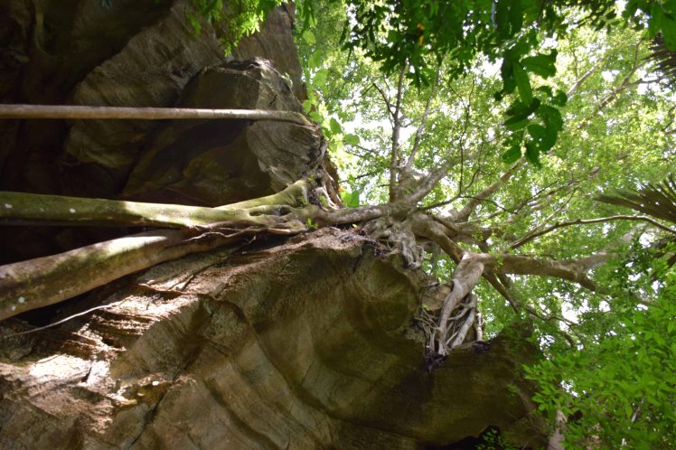 tree-canopy-over-cave