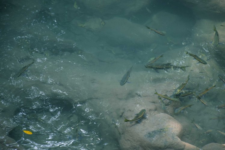 fish-at-erawan-waterfall-thailand